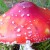 Apprenons à reconnaitre les champignons
