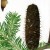 Etude scientifique sur le sapin du Volvestre : des résultats étonnants !