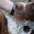 L’épagneul Français, un chien d’origine ariégeoise