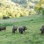 La vache Casta ou Aure et Saint-Girons