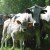 Préparation à la Transhumance, on met les cloches