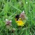 Concours de la plus belle photo de printemps, le gagnant est …