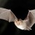 Nuit de la Chauve-Souris à Tourtouse