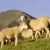 La tarasconnaise, une race ovine rustique