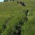 Balade dans les coteaux secs et prairies fleuries du Volvestre