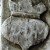 Images et Histoires de Mirepoix