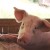 Histoires autour du cochon – 6 dec Belloc