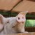 La ferme de Lapeye, le respect des traditions familiales