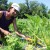 Deux jours pour envisager l’avenir de l’agriculture en Pyrénées Cathares !