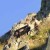 Un second cabri est né chez les bouquetins des Pyrénées Ariégeoises !