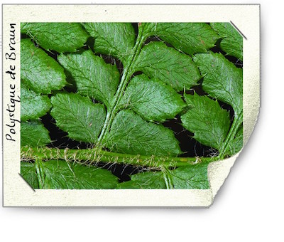 Antras, Sortie faune et flore – 3 septembre