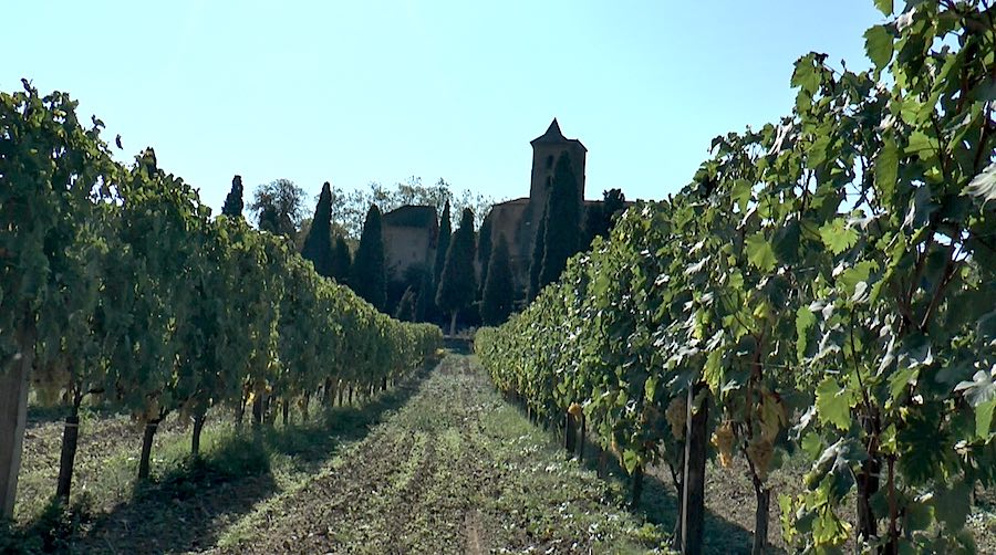 Les raisins de Camon, le bonheur est dans les vignes