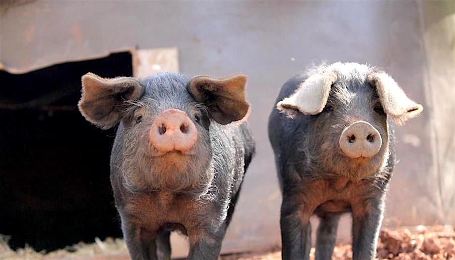 Les porcs noirs gascons de Patrice Mengod