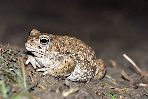 La Bastide de Bousignac : « 30 ans de prospection d’amphibiens en Ariège » – 16 février