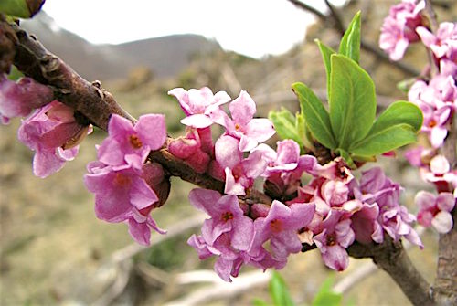Courtal de Peyre-Ausselère : « Botanique – Le port – Col de Rose » – 20 mai