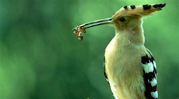 Léran : Écoute et observation d’oiseaux – 30 juillet