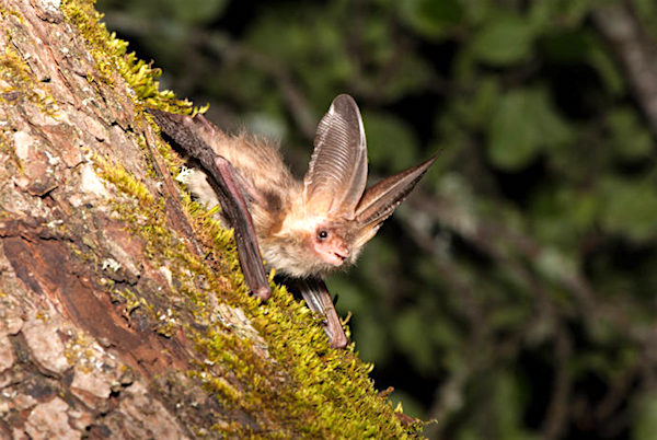 Mas d’Azil : Balade nocturne contée à la découverte des chauves-souris – 23 juillet