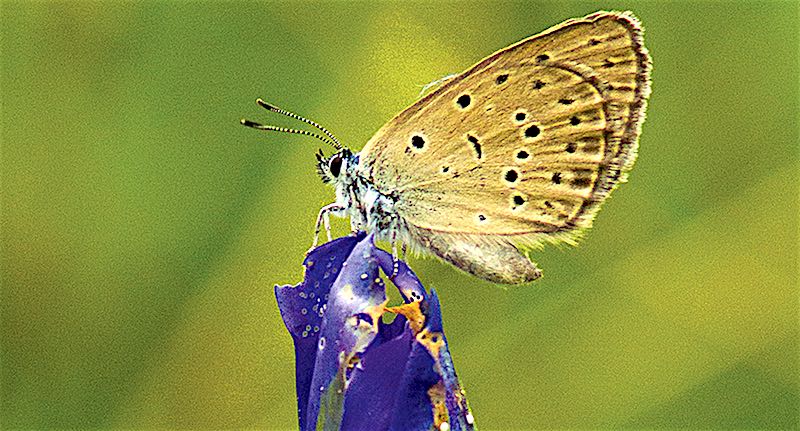 Restauration de milieux pour la préservation de l’Azuré des Mouillères et de son habitat