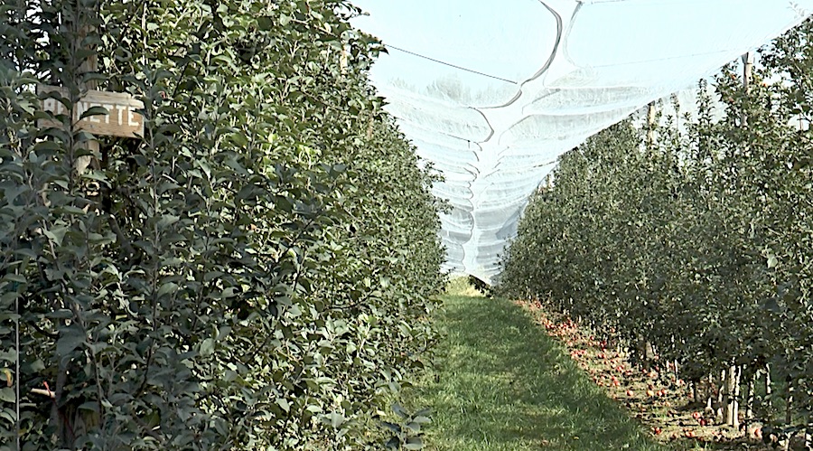 Oh la belle récolte !  Aux vergers de Gailladé cette année, on a fait le plein de pommes et de poires!